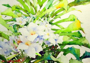 Watercolour painting by Goh Shu Laang - Plumeria