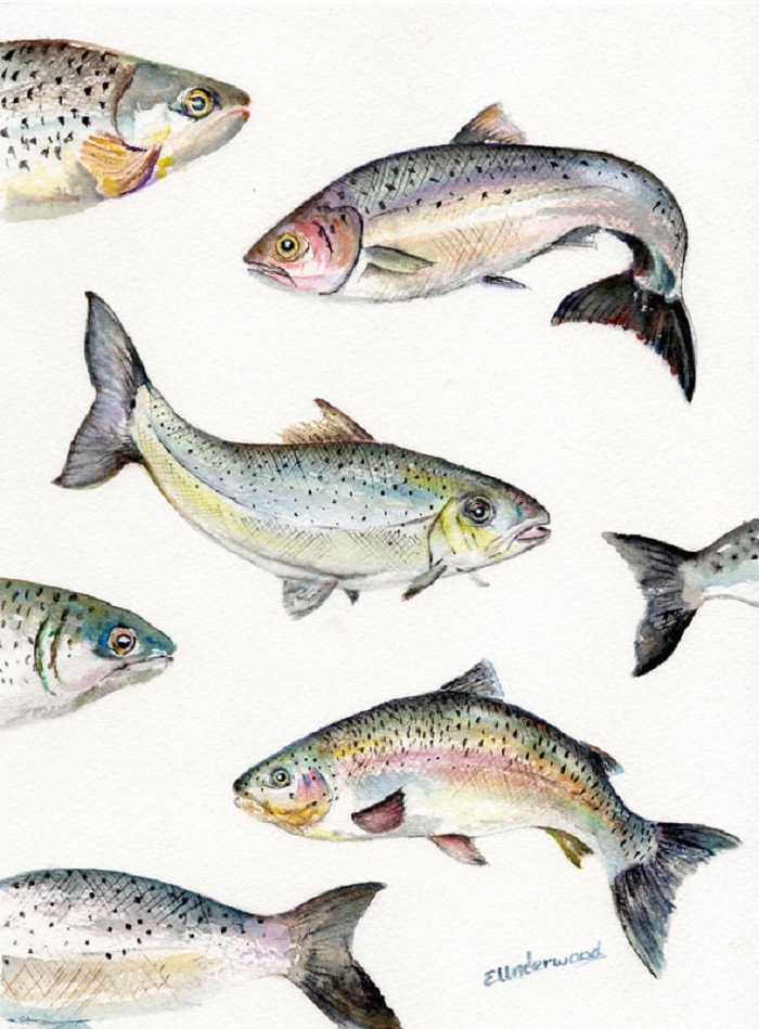 Watercolor paintings by Emma Underwood